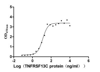 Human TNFRSF13C protein