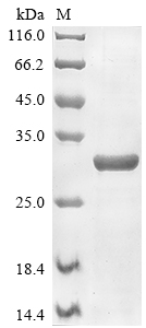 Mouse Tead4 protein