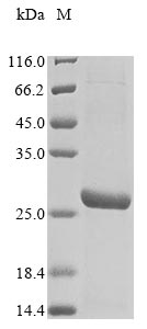Mouse Tead4 protein