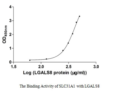 Human LGALS8 protein