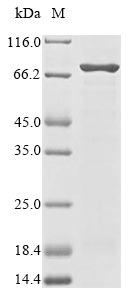 E. coli ldcC protein