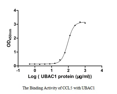 Human UBAC1 protein