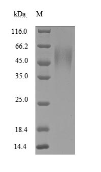 Human ICOSLG protein