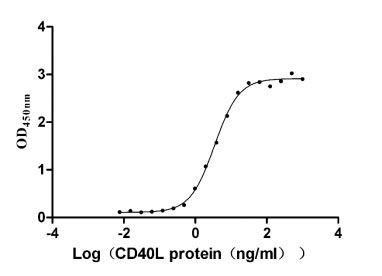 Human CD40LG protein