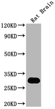 Hmgb1 Antibody
