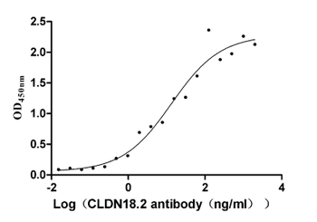 CLDN18 Antibody