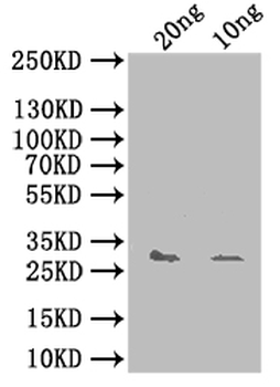 yhaK Antibody