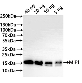 MIF1 Antibody