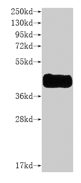 Human CCR8 protein
