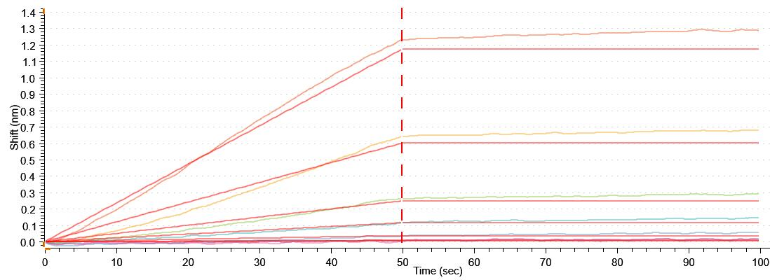 Human CCR8 protein