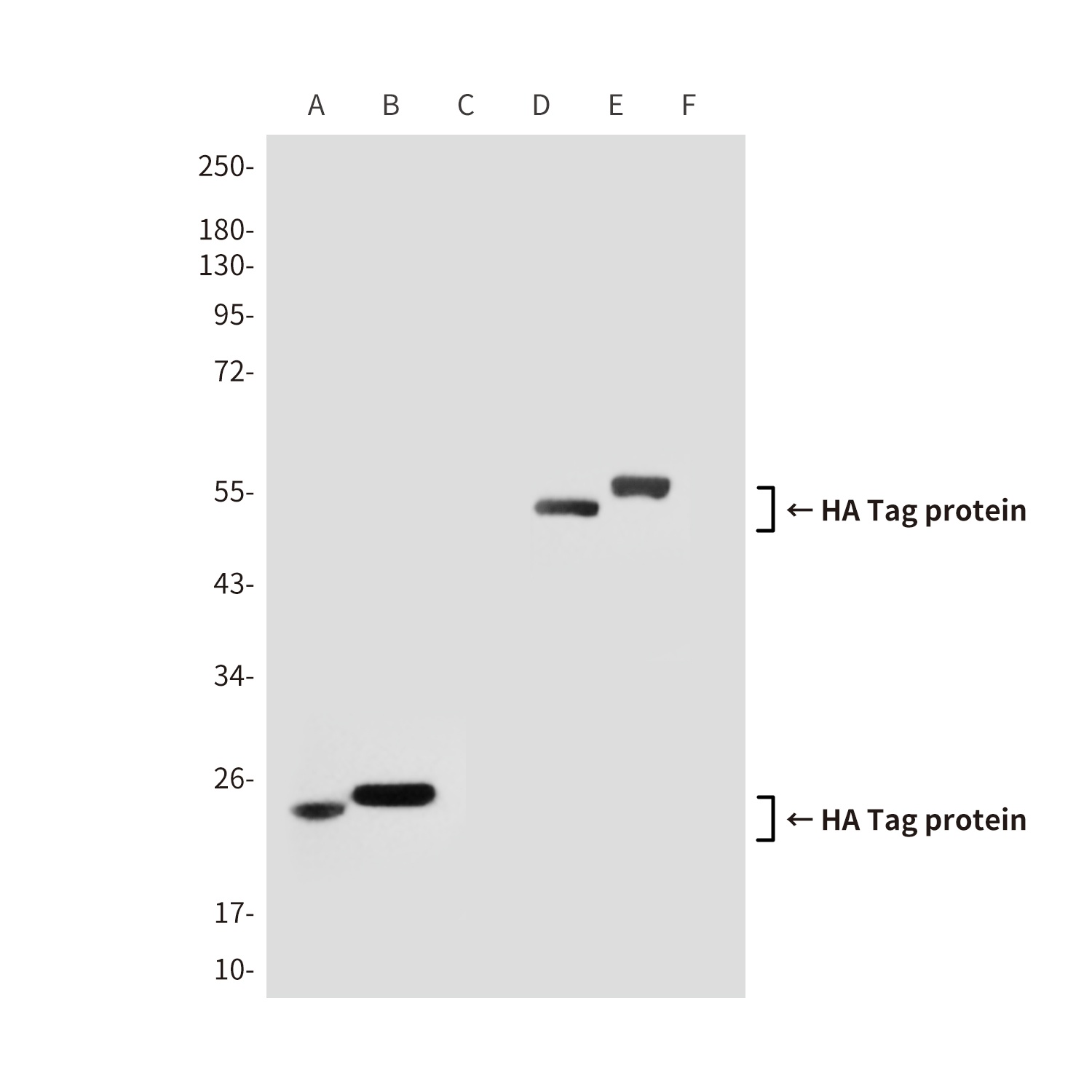 HA Tag (3C6) Mouse mAb