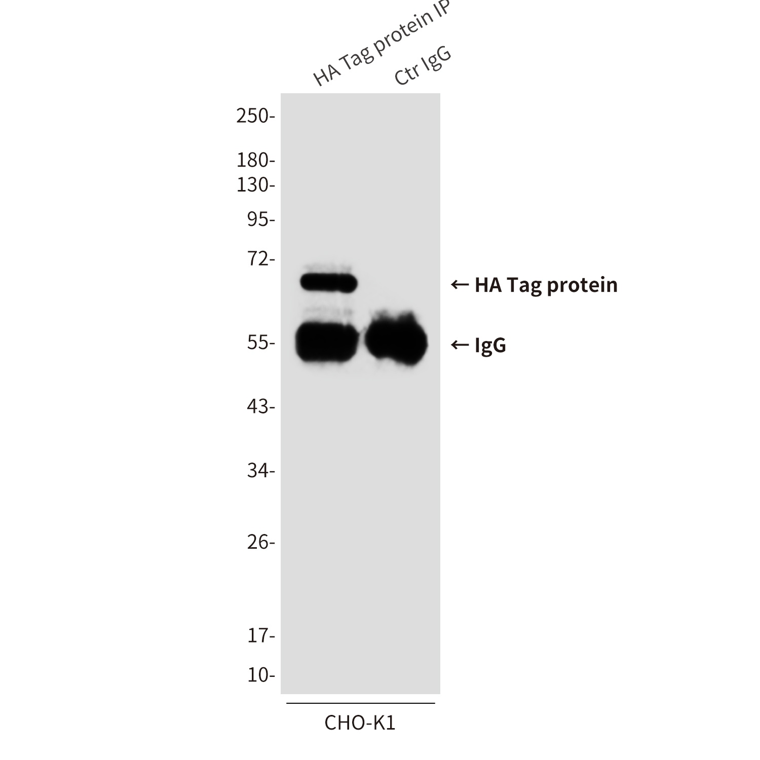 HA Tag (3C6) Mouse mAb