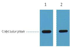c-Myc Tag Rabbit pAb Antibody