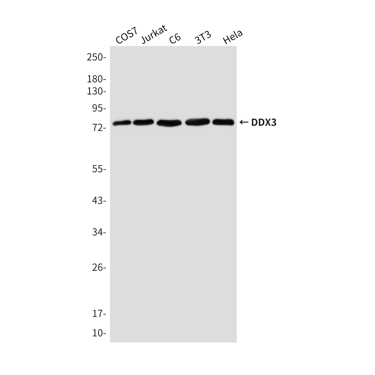 DDX3X Antibody