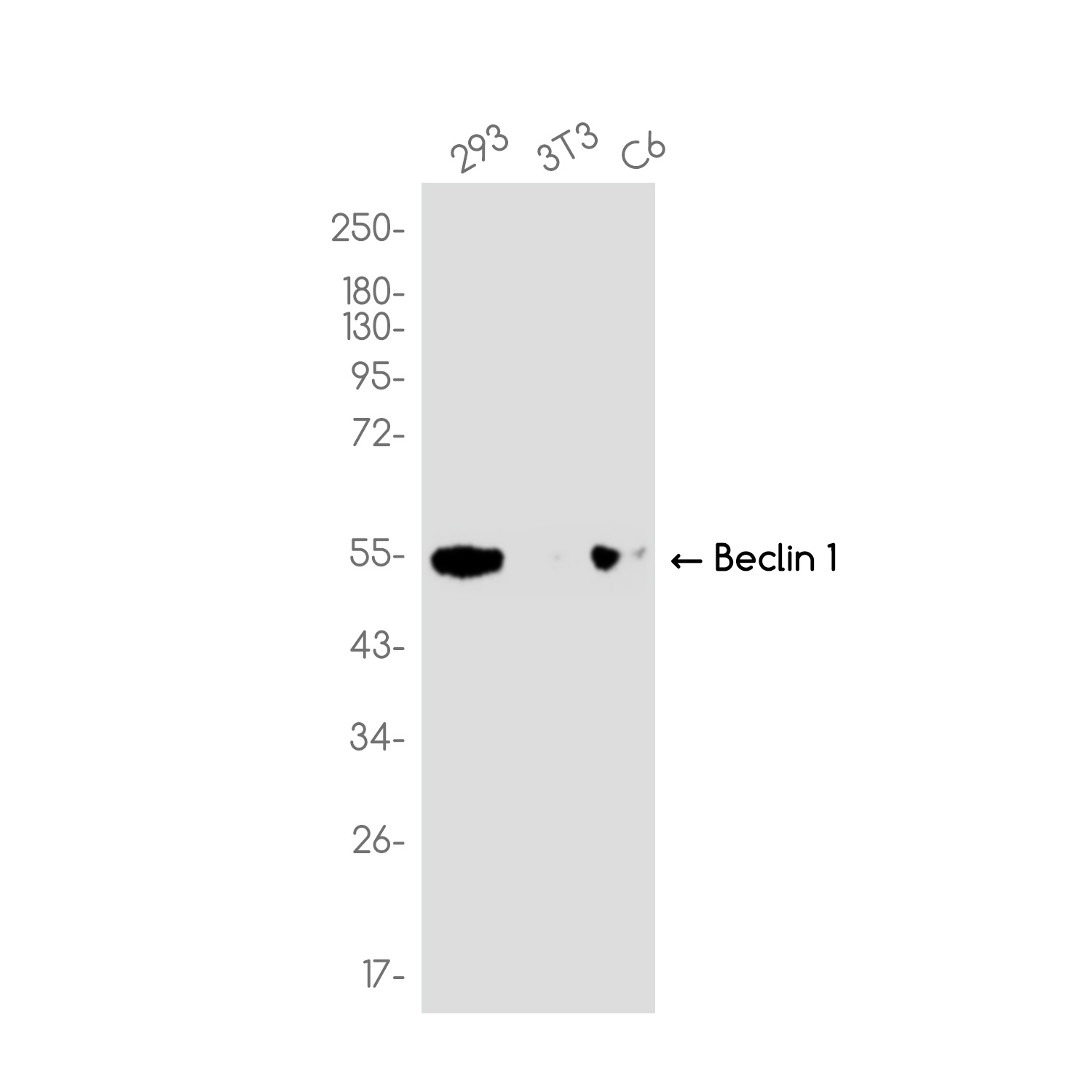 BECN1 Antibody