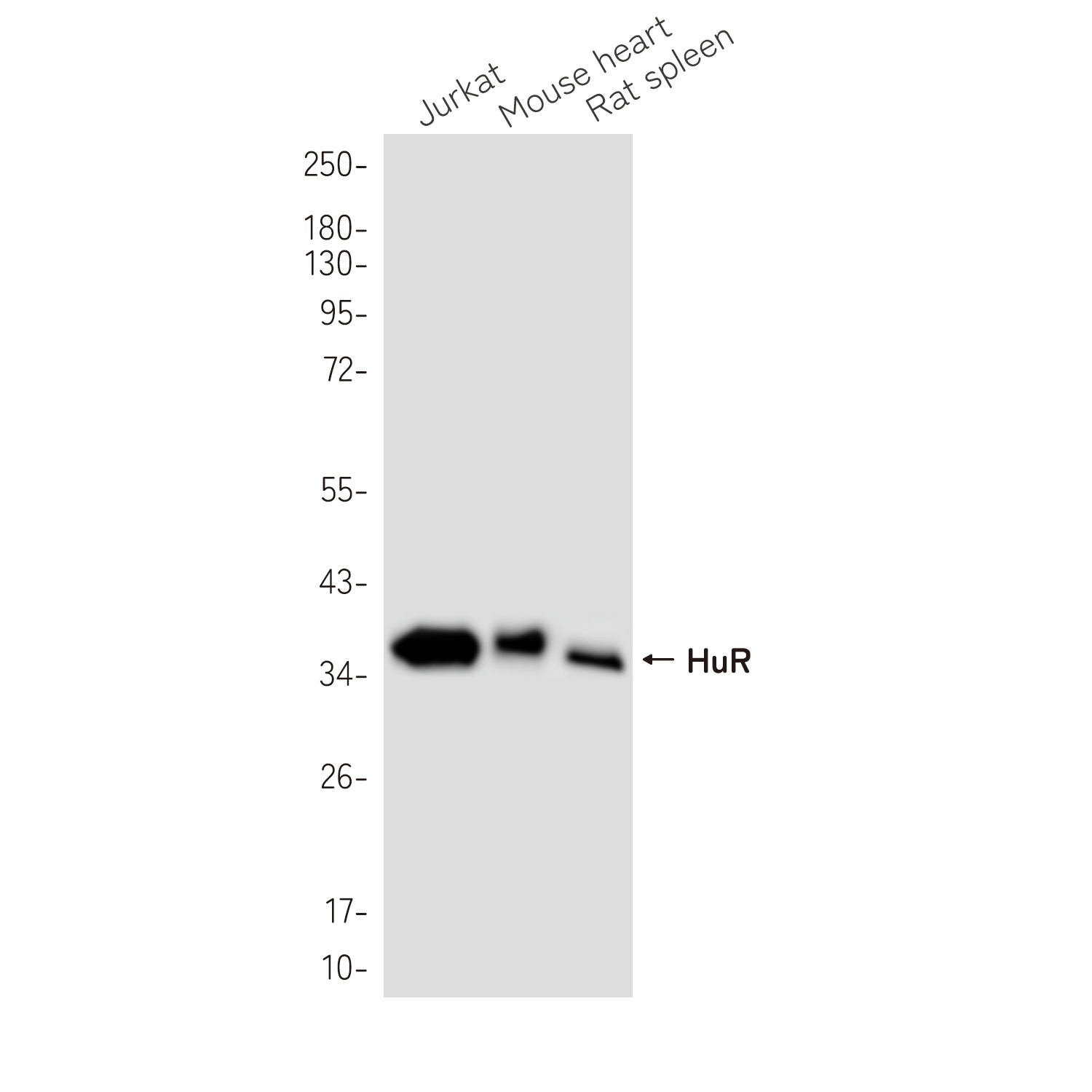 ELAVL1 Antibody