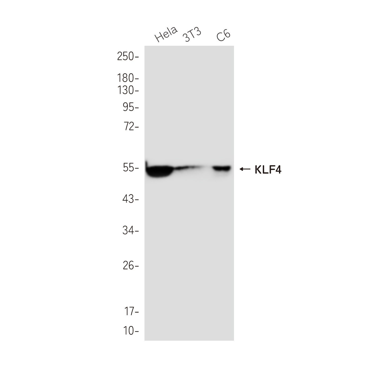 KLF4 Antibody