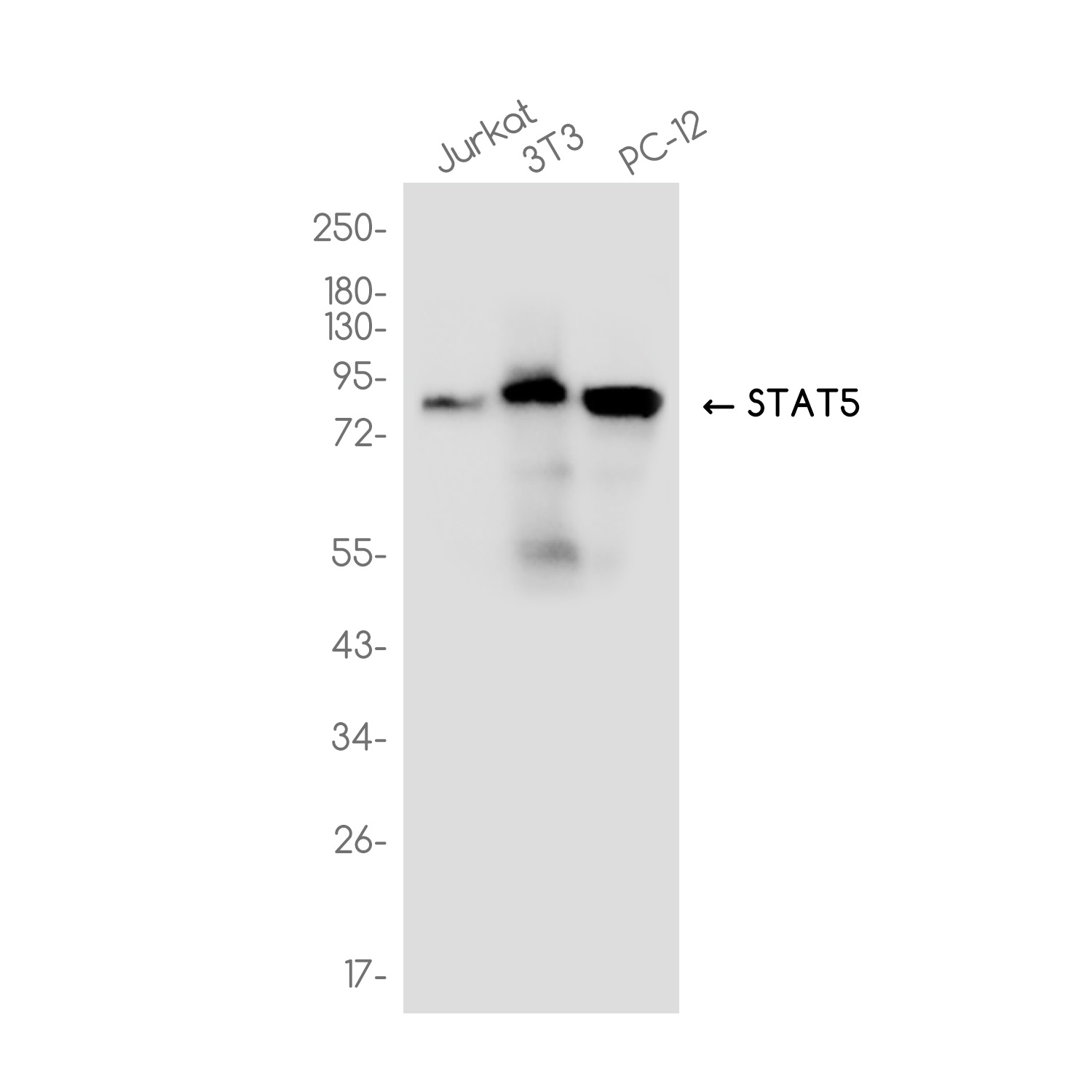 STAT5A/STAT5B Antibody