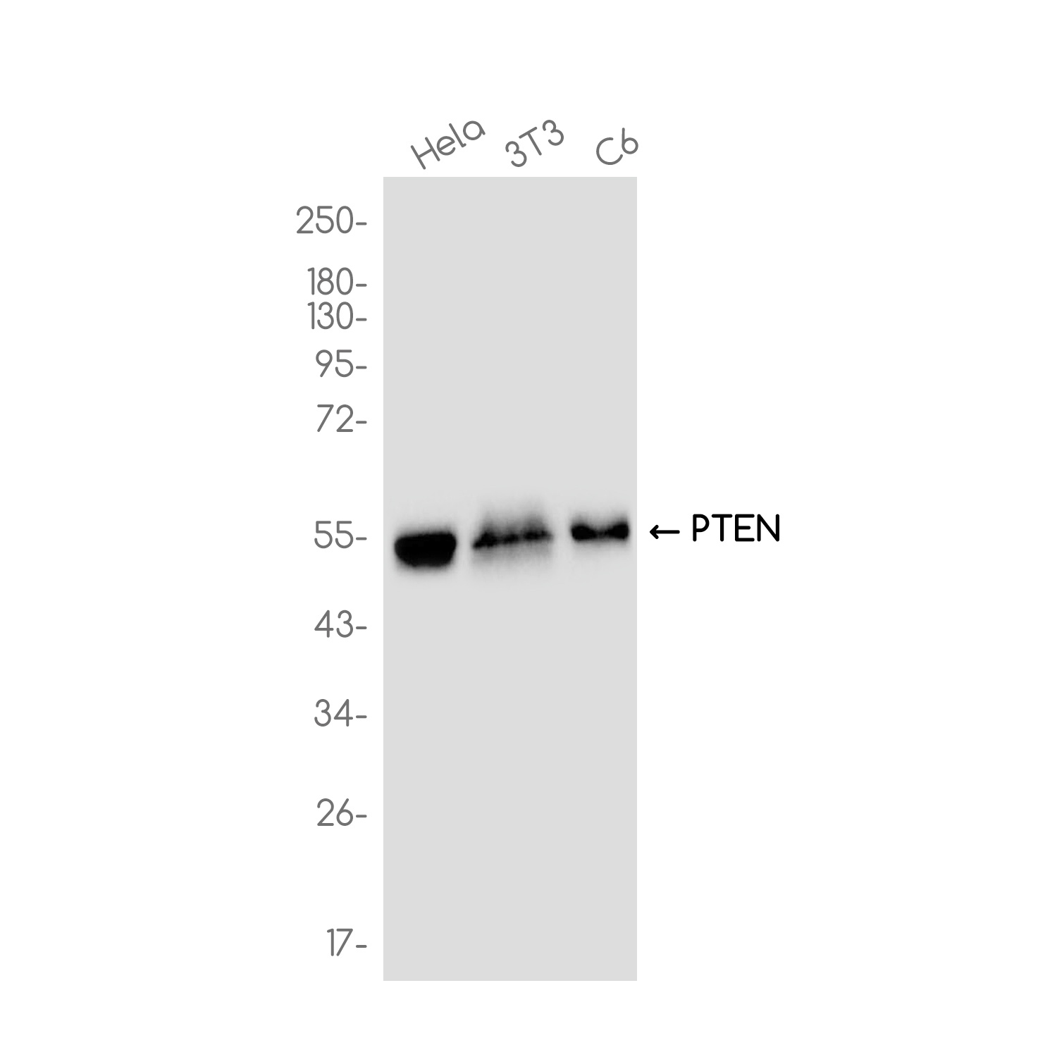 PTEN Antibody