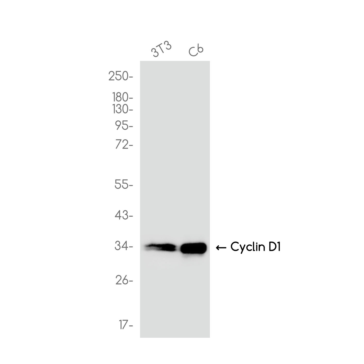 CCND1 Antibody