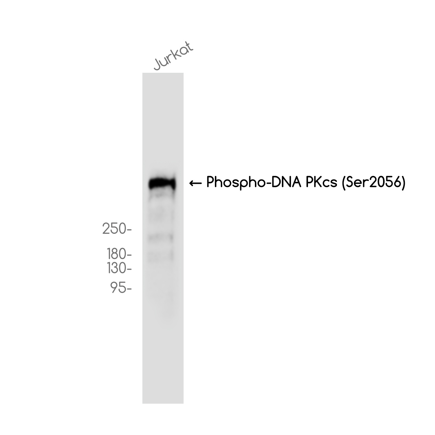 PRKDC Antibody