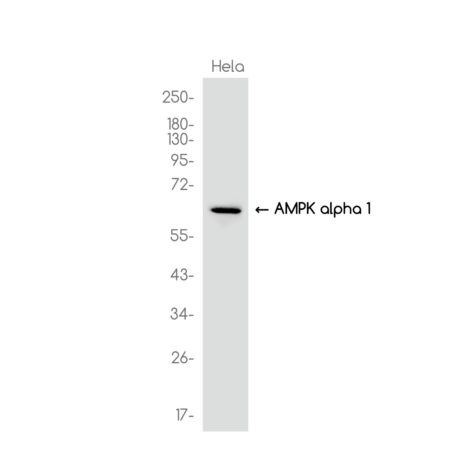 PRKAA1 Antibody