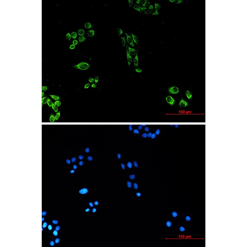 CYCS Antibody