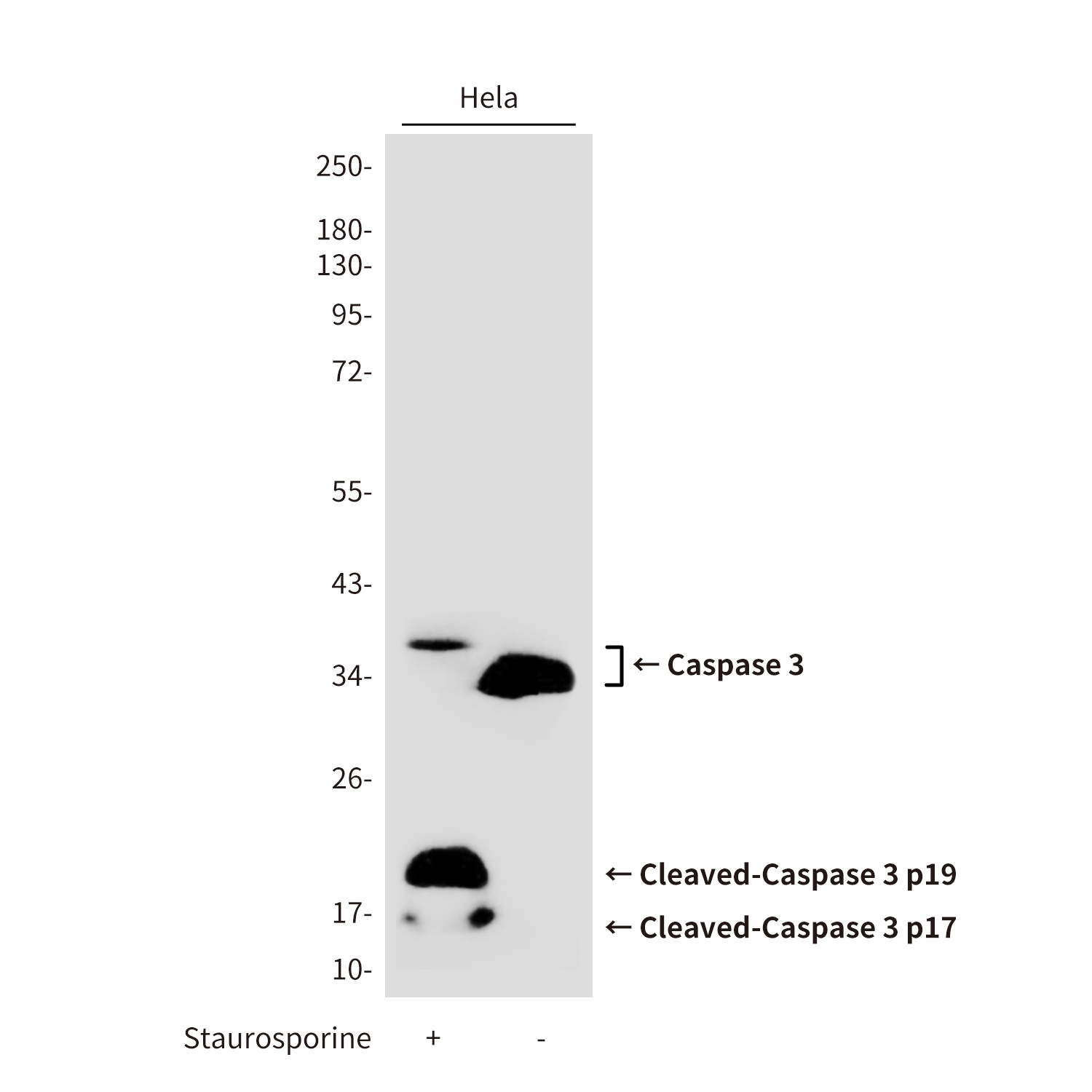 CASP3 Antibody