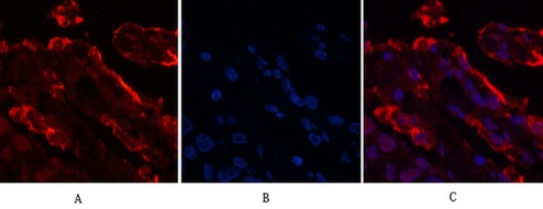 LGALS3 Antibody