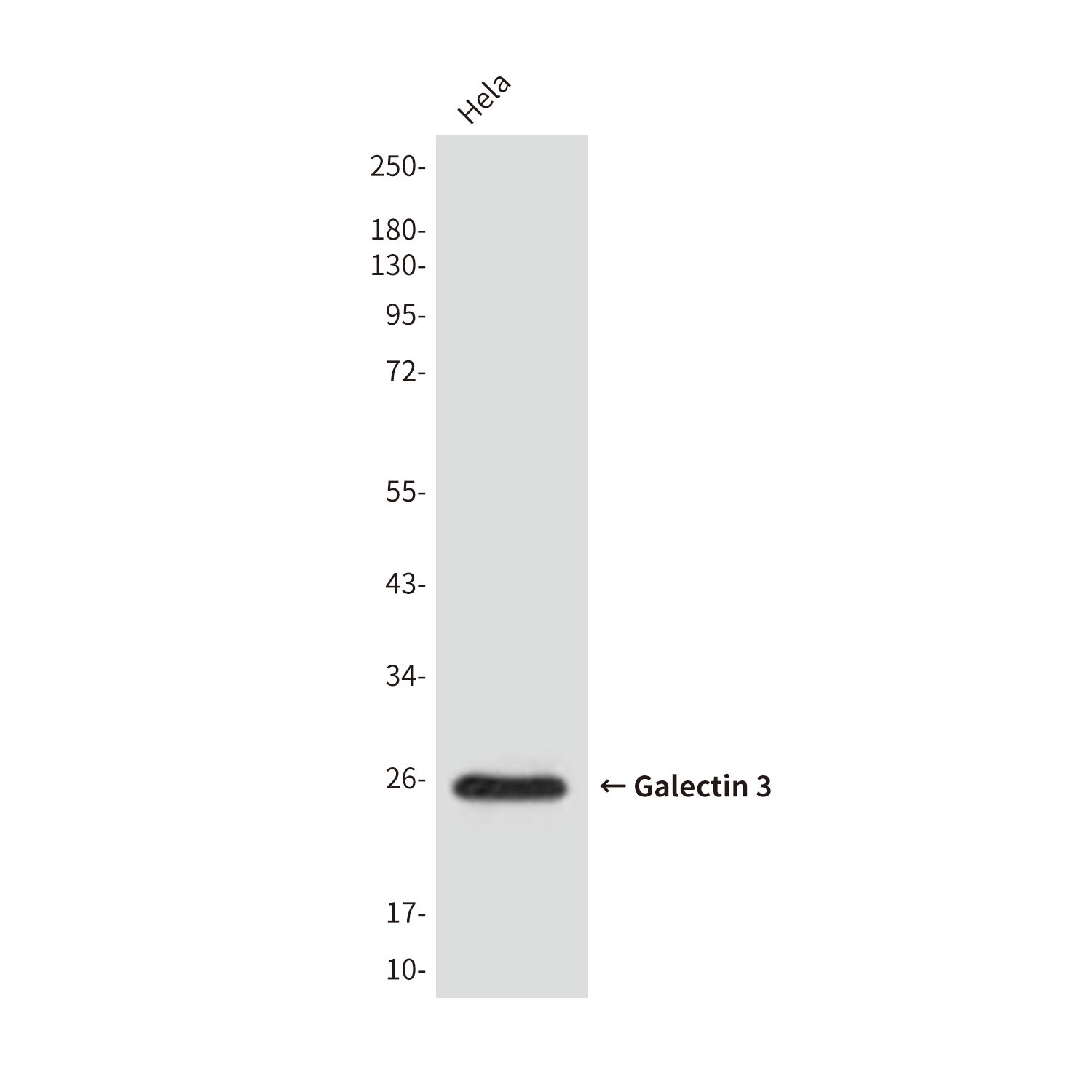 LGALS3 Antibody