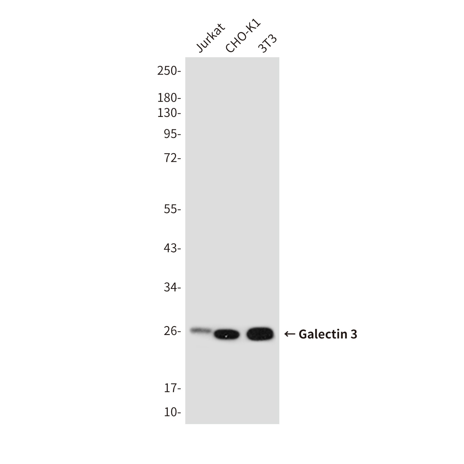 LGALS3 Antibody