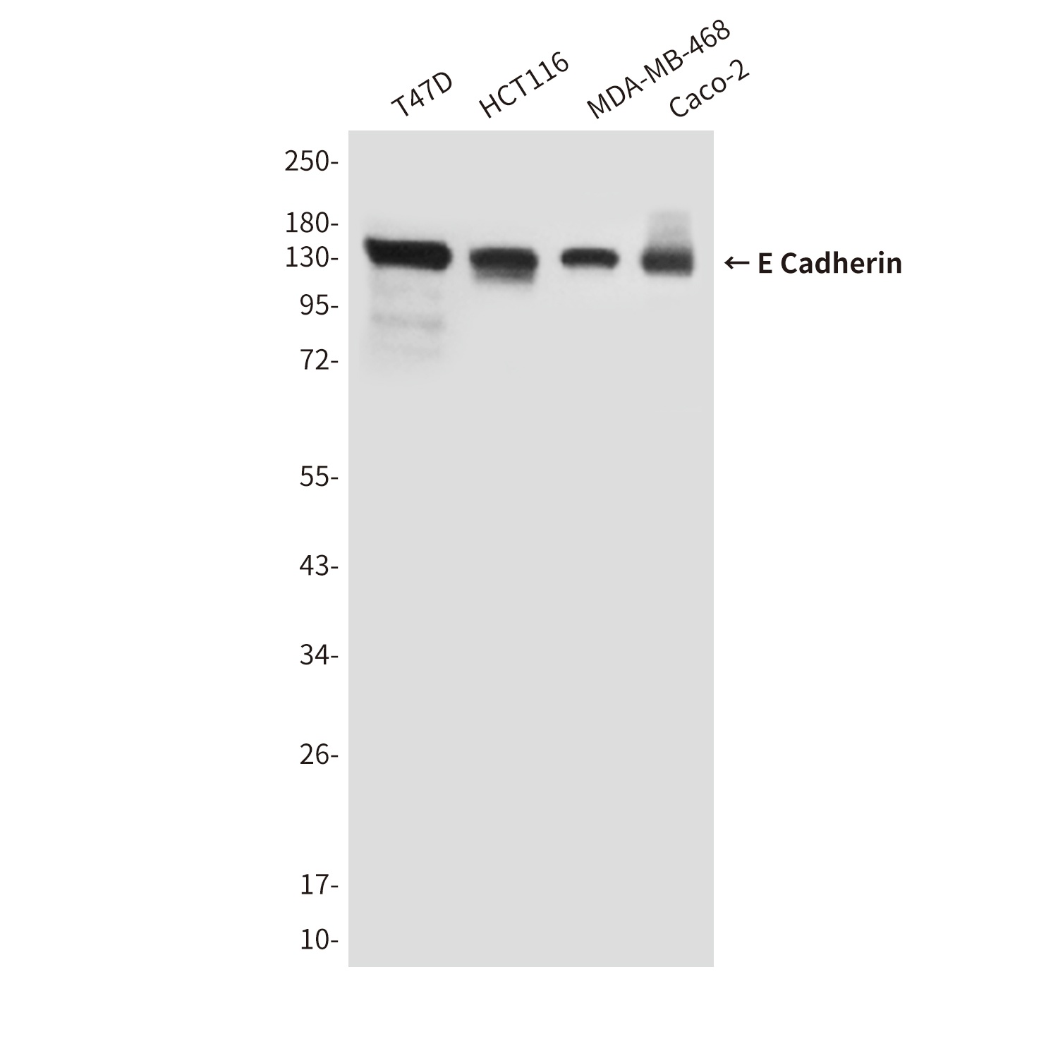 CDH1 Antibody