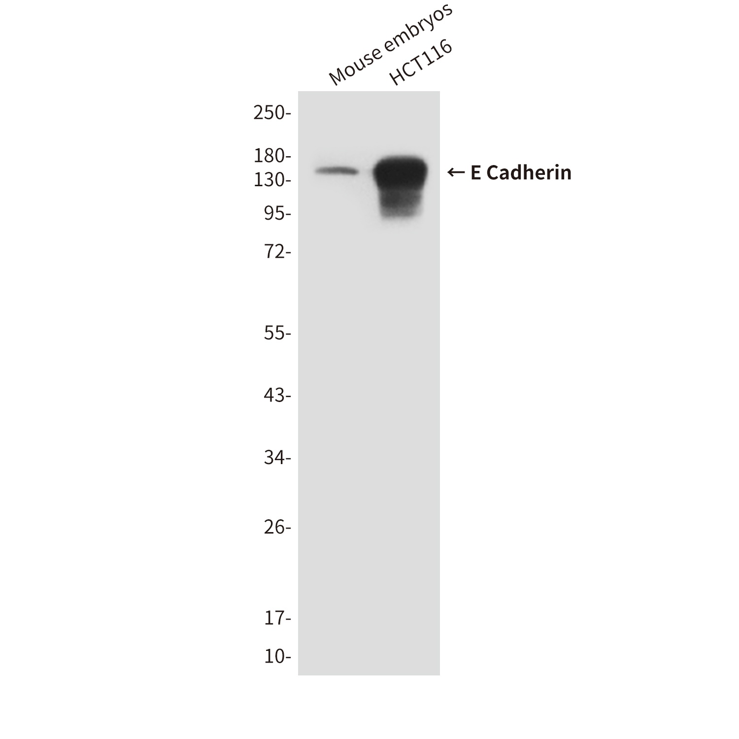 CDH1 Antibody