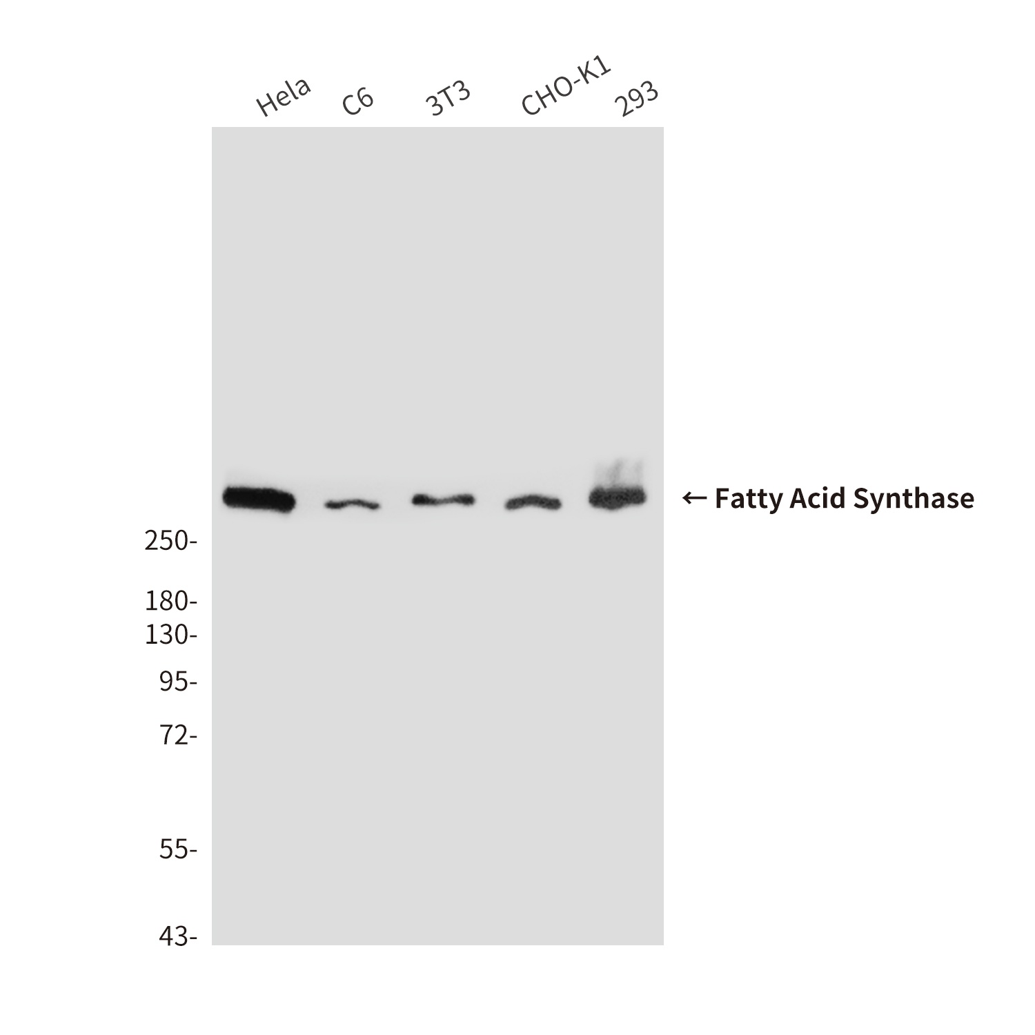 FASN Antibody