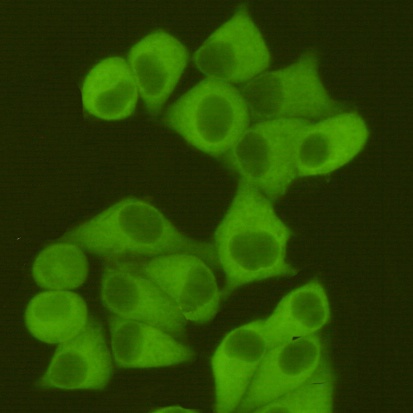 FASN Antibody