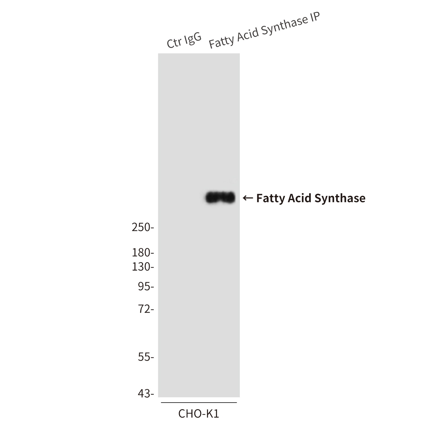 FASN Antibody