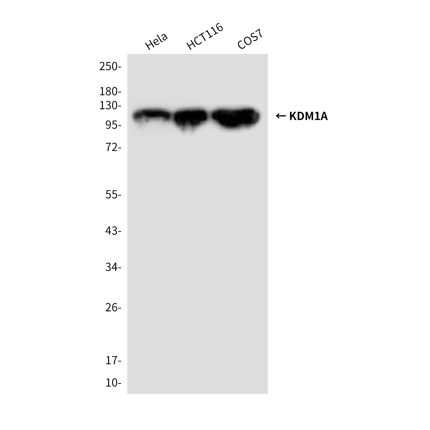 KDM1/LSD1 Mouse Monoclonal Antibody