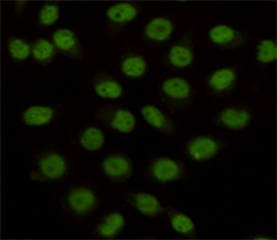 KDM1/LSD1 Mouse Monoclonal Antibody