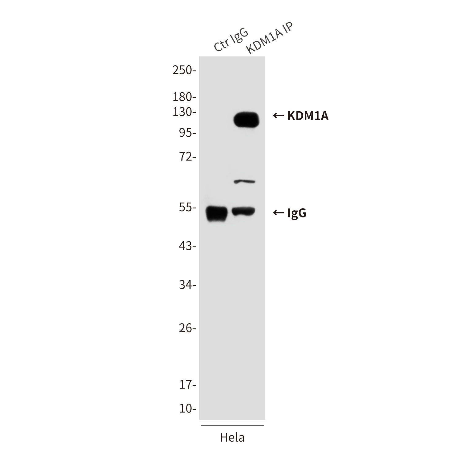 KDM1/LSD1 Mouse Monoclonal Antibody
