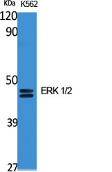 MAPK3/MAPK1 Antibody