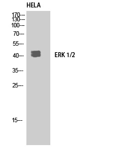 MAPK3/MAPK1 Antibody