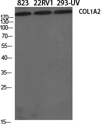 Collagen I alpha 2 Rabbit pAb