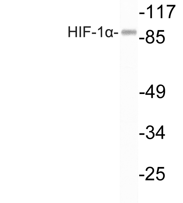 HIF1 alpha Rabbit pAb
