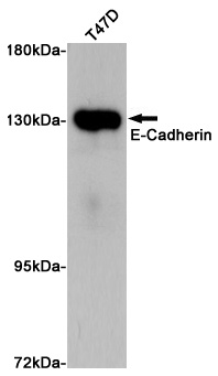 E Cadherin Rabbit pAb