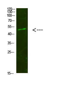 SMAD1/SMAD5/SMAD9 Antibody