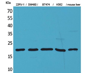 VEGFA Antibody