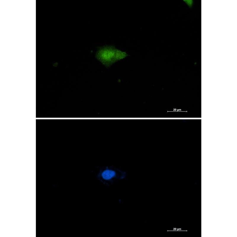 NAMPT Antibody