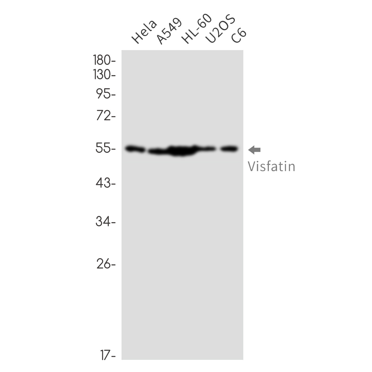 NAMPT Antibody