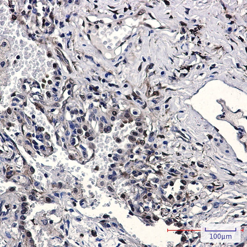 NAMPT Antibody