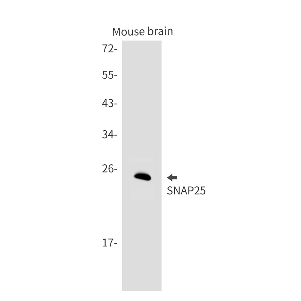 SNAP25 Antibody